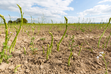 Grüner Spargel wächst auf einem Feld