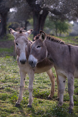 Naklejka na ściany i meble Two donkeys standing close together