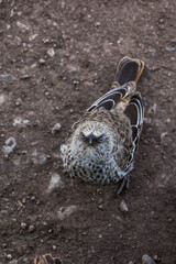angry bird on the ground in savannah, Tanzania