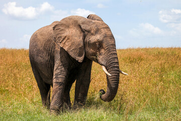Fototapeta na wymiar African bush elephant