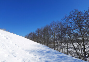 trees without leaves on a background of blue sky in winter