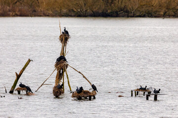 A colony of cormorants in a lake