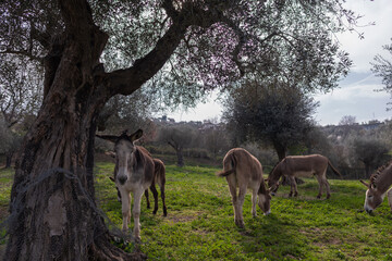Donkeys and beautiful Olive Trees