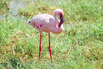 Lesser flamingo