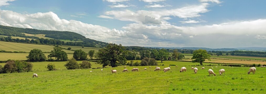Sheep grazing in a summertime meadow in England. © allenpaul1000