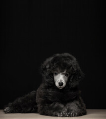 image of dog dark background