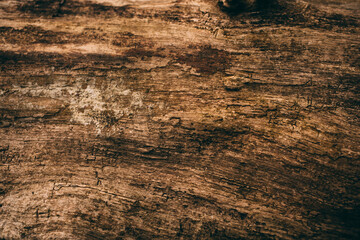 Wood texture and background for design. Cut tree trunk background in vintage style.	