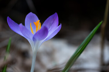 Fototapeta premium Purple crocus in the forest in February