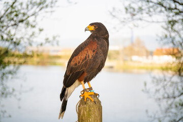 Falconry Harri's hawk eagle, formerly known as the bay-winged hawk or dusky hawk, perched and with the background out of focus