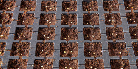 Starting tray for seed germination with freshly planted seeds. Gardening plastic tray with soil top view.