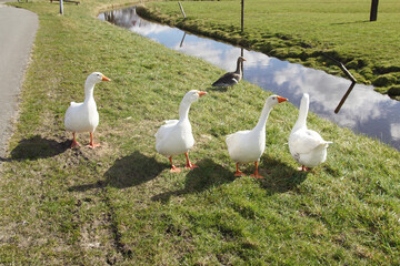White domestic geese and a Greylag goose (Anser anser) together Near a Dich and street. In the Dutch village of Bergen. Late winter. March
