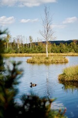 &Scaron;umava - Chalupsk&aacute; slať - Czechia