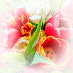 various colored tulip flowers top view on slight white vignetting background