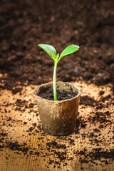 Seedling in peat pot. Potted plant. Growing pumpkin sprout. Planting and gardening at spring