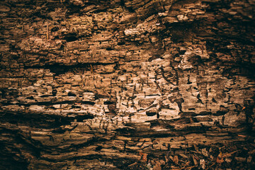 Wood texture and background for design. Cut tree trunk background in vintage style. 