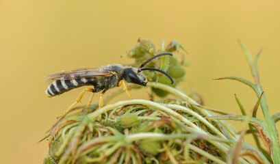 Gelbbindige Furchenbiene (Halictus scabiosae)