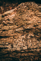 Wood texture and background for design. Cut tree trunk background in vintage style. 