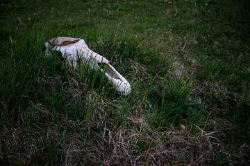 white bare light bone of a horse's skull in  green grass in Latvian meadow in evening