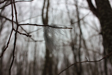 Light gray bird`s feather caught on a branch. Soothing spring landscape. Windy weather. Natural blurred background. 
