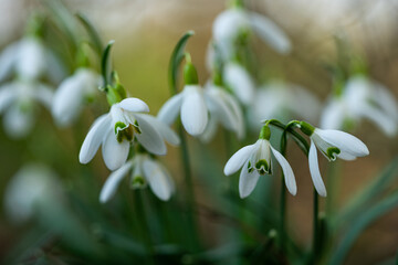 A group of snowdrops in the forest