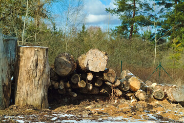 sawn tree, close-up, in the background forest and blue sky