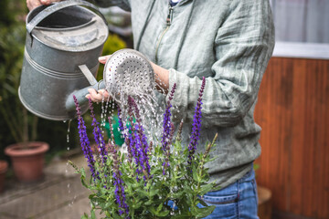Potting Salvia Nemorosa in flower pot. Flowering sage herb. Watering can in female hand. Woman gardening at springtime - obrazy, fototapety, plakaty