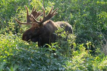 moose in the woods