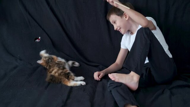 4k. Little boy playing with small straight kurilian bobtail kitten 