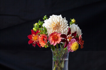 Assorted dahlia flowers against a black background