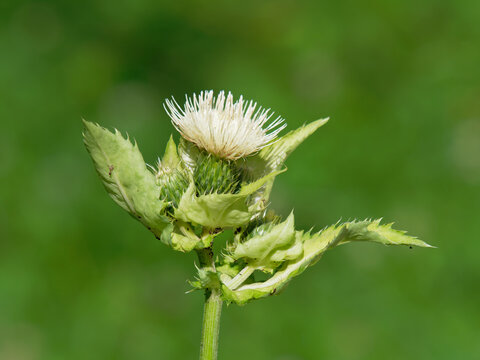 Cirsium oleraceum known also as cabbage thistle or Siberian thistle