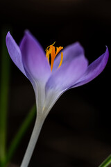 Fototapeta premium Purple crocus in the forest in February