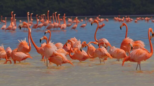 Gorgeous pink flamingos on the lake. Lot of flamingos spend the winter in warm climates in Mexico, Celestun. High quality shot