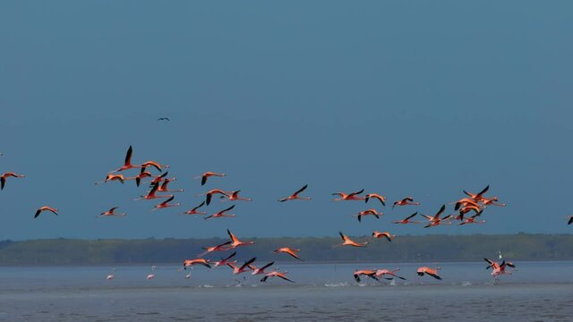 Flock of pink flamingos flying over the lake. Flamingos migrate to warm climates for the winter