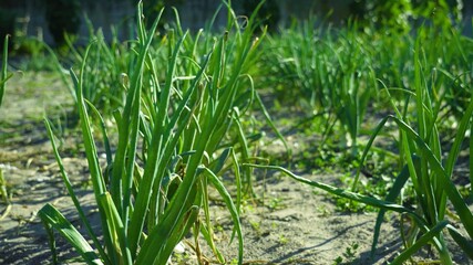 A photo of onion cultivation