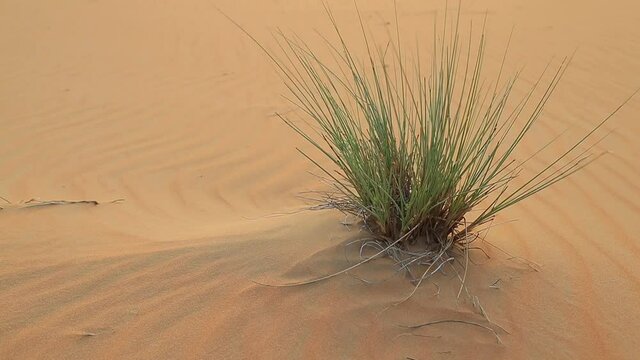 Desert shrub in windy environment in Liwa, Abu Dhabi, UAE