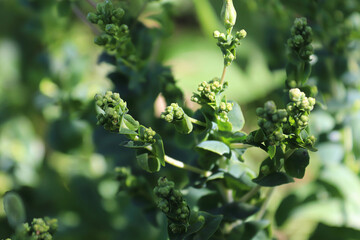 Bolted spinach that has started to bud