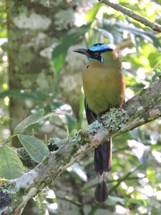 Lesson's motmot on a branch