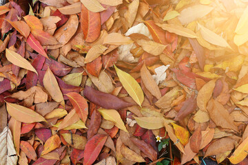 Autumn colors. Fallen leaves of trees, with sunlight.