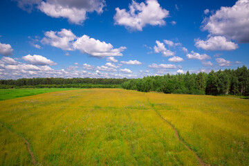 field with grass and sky with clouds