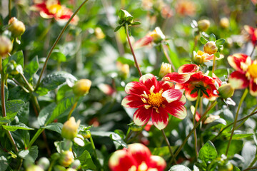 Assorted flowering dahlias at the National Dahlia Collection, Cornwall, UK