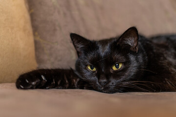 Thoughtful look of a black beautiful cat with bright eyes