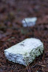Vertical photo of a piece of Styrofoam in a forest