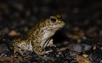 Kreuzkröte - natterjack toad (Epidalea calamita)