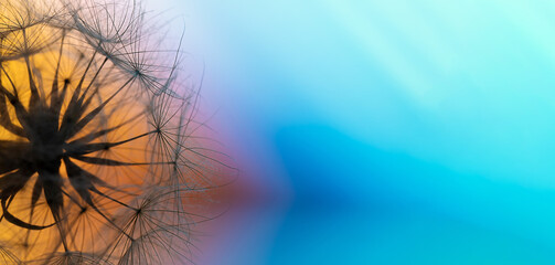 Macro Photography of a dandelion on multicolored background. Relax and Meditation.