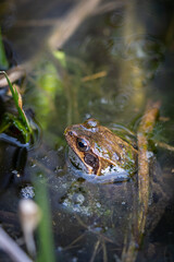 Frog sitting in a pond