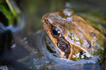 Frog sitting in a pond