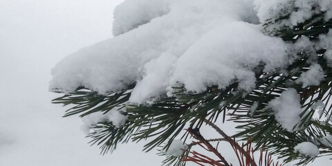 snow covered pine tree