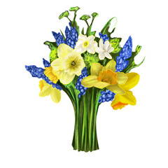 Beautiful spring bouquet of flowers - yellow daffodils and blue flowers, collected in a bunch with green stems on a white isolated background 