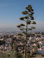 huge plant in front of panoramic view onto the Albaicín from sacromonte in granada, spain 