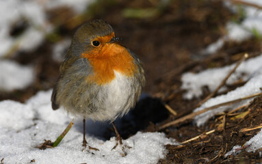 Rotkehlchen - European robin (Erithacus rubecula)